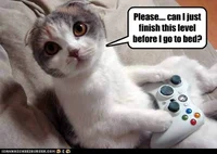 gamer cat