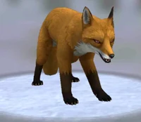 Stupid fox