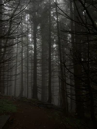 Dark woods adventure