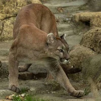 Mountain lion- BL