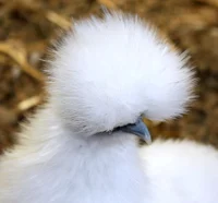 Silkie hen