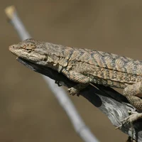 Brush Lizard