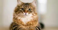 Siberian cat