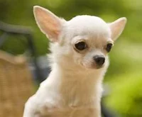 Loud Ahh Chihuahua