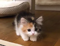 Worried kitty