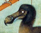 Dodo