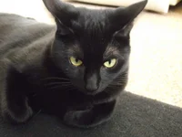 Bombay cat