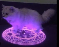 Demonic Lil Grey Cat