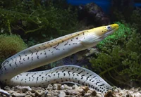 Fimbriated moray eel