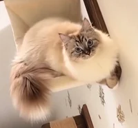 Fluffy ragdoll cat