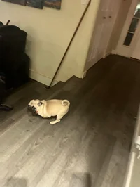 Pug