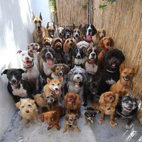 Pack of 100 dog