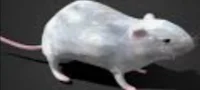 Rat 