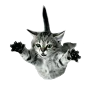Falling kitten