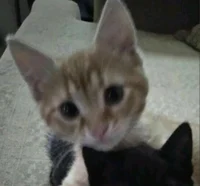 Xai