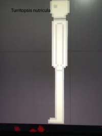 Turritopsis nutricul