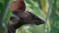 Hatzegopteryx 