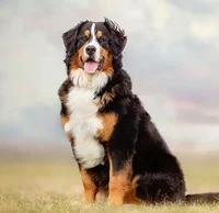 Bernese Mountain Dog