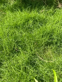 grass