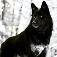 Black wolf