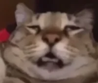 Tiredasscat