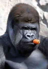 Gorilla Boss