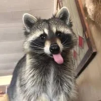 raccoon_vibes7