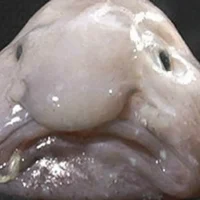 Blobfish planet