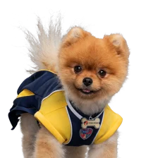 Pom Pom Pup Acemy