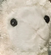 Lamb Plush