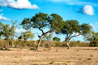 Africa