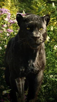 Bagheera