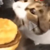 Cheeseburger cat