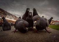 Gangster Pigeons