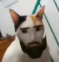 mean but sexy cat