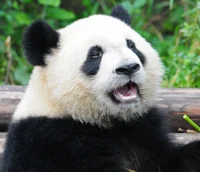Giant Panda