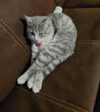 Definitely a cat