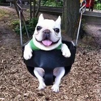 DOG ON A SWING