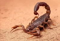 Scorpion 