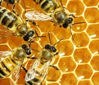 Christian Bees