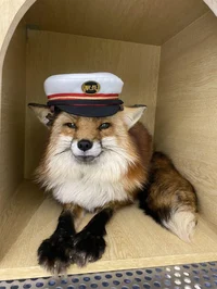 Captain fox