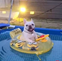 Cute Dog on a Float