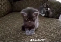 Angry kitty