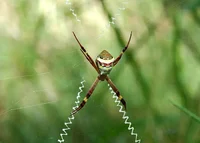 Cross Spider