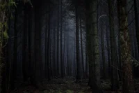 The twilight forest