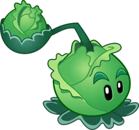 Cabbage pult 