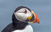 Atlantic Puffin