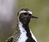 Golden Plover