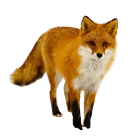 Fox graves