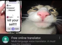 cat translator